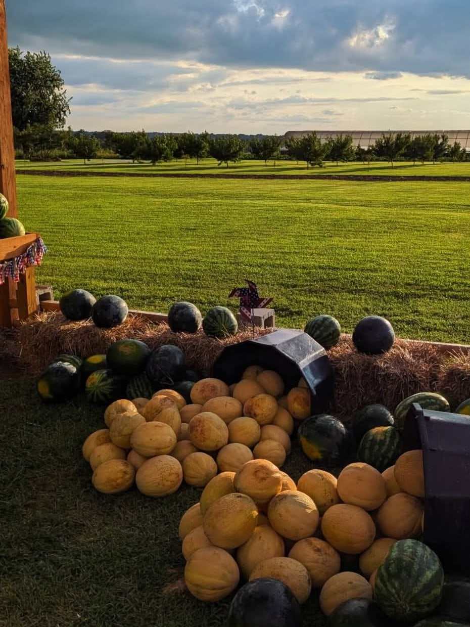 Cantaloupes and watermelons spilling from baskets on straw bales, with the orchard rows behind