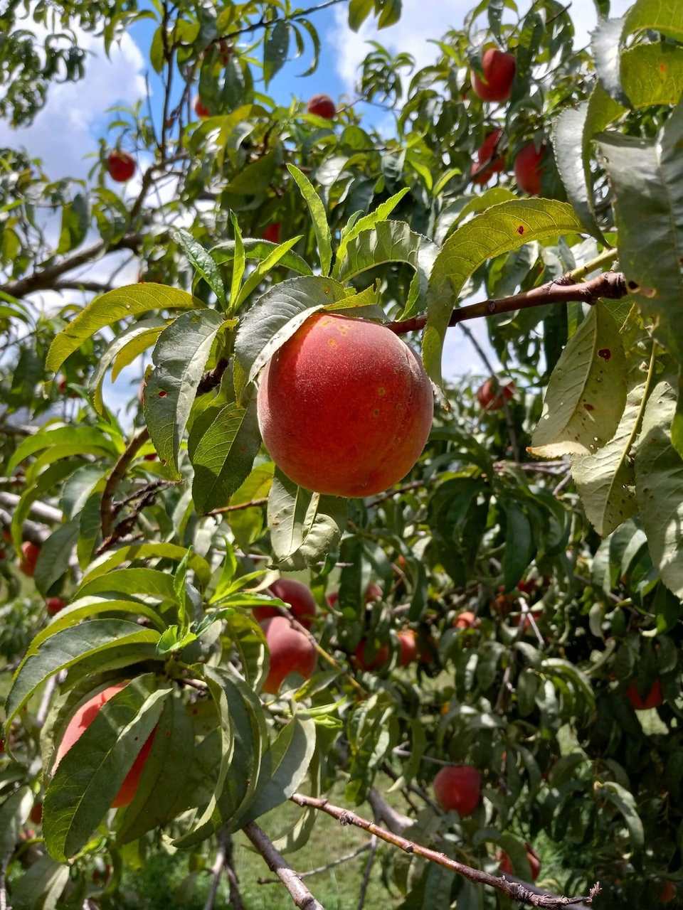 A ripe peach on a branch in our orchard